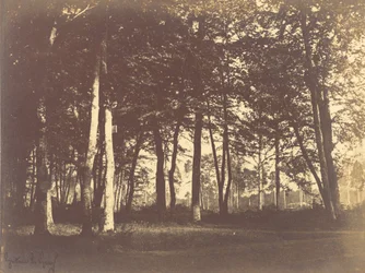 Studie van Bomen en Paden